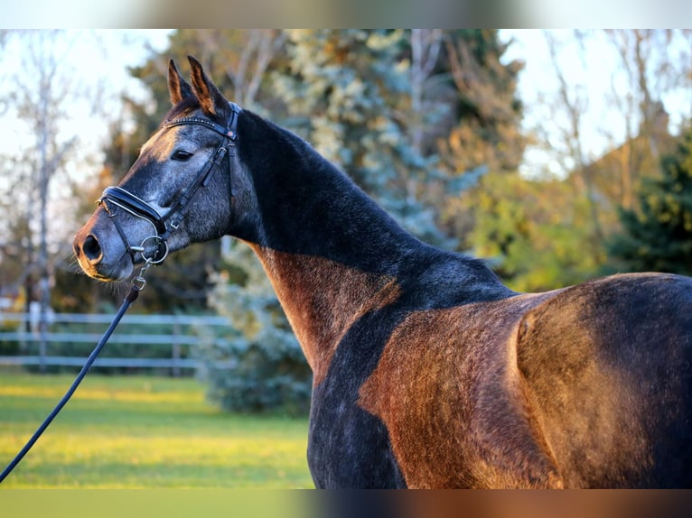 Mecklenburger warmbloed Ruin 4 Jaar 170 cm Schimmel in Wallern im Burgenland