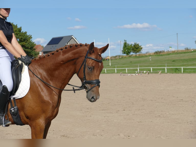 Mecklenburger warmbloed Ruin 4 Jaar 173 cm Vos in Ganschow