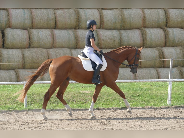Mecklenburger warmbloed Ruin 4 Jaar 173 cm Vos in Ganschow