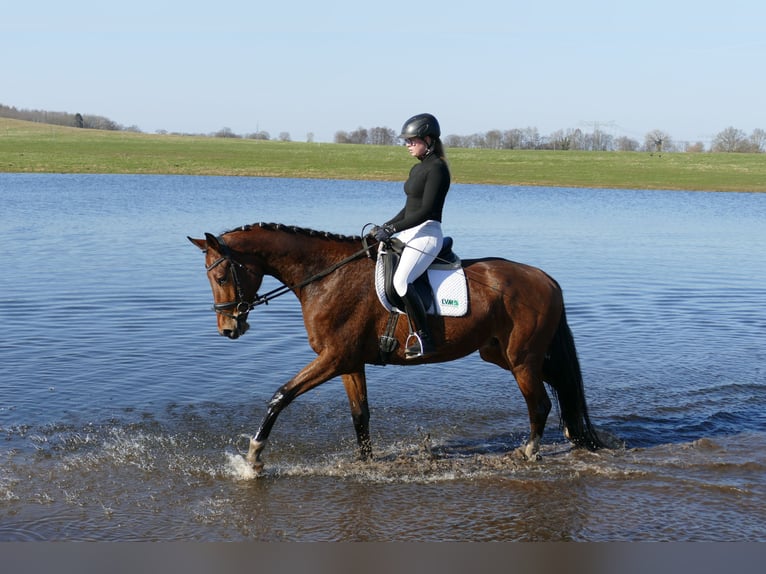 Mecklenburger warmbloed Ruin 4 Jaar 176 cm  in Güstrow