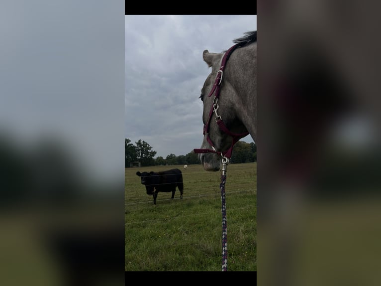 Mecklenburger warmbloed Ruin 4 Jaar 178 cm Appelschimmel in Cottbus