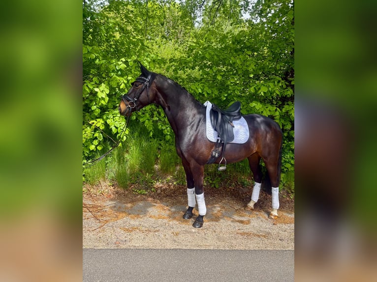 Mecklenburger warmbloed Ruin 5 Jaar 160 cm Zwart in Albersdorf