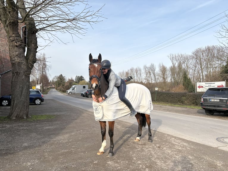 Mecklenburger warmbloed Ruin 5 Jaar 161 cm Bruin in Kaarst