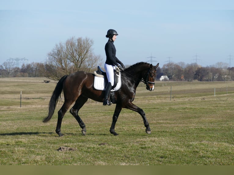 Mecklenburger warmbloed Ruin 5 Jaar 164 cm Donkerbruin in Ganschow
