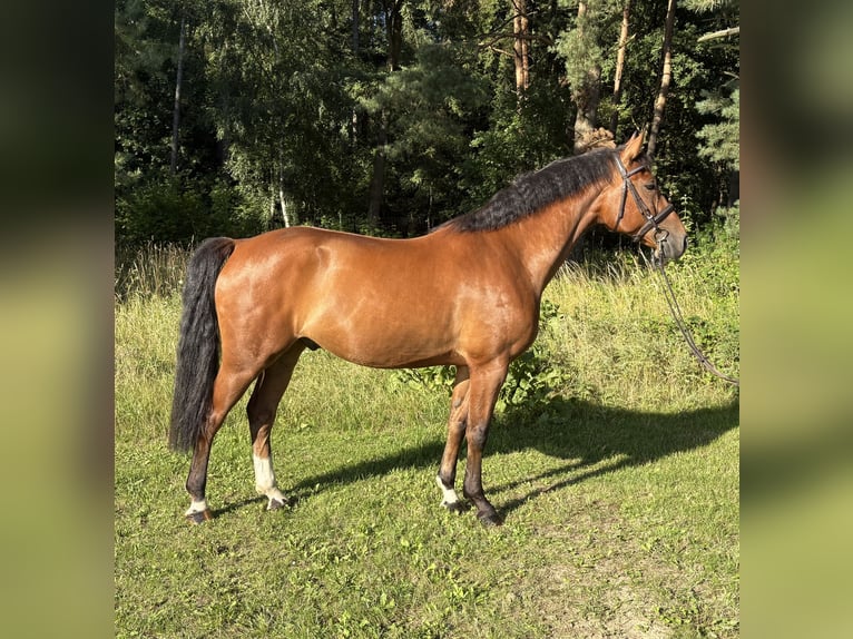 Mecklenburger warmbloed Ruin 5 Jaar 165 cm Bruin in Plau am See