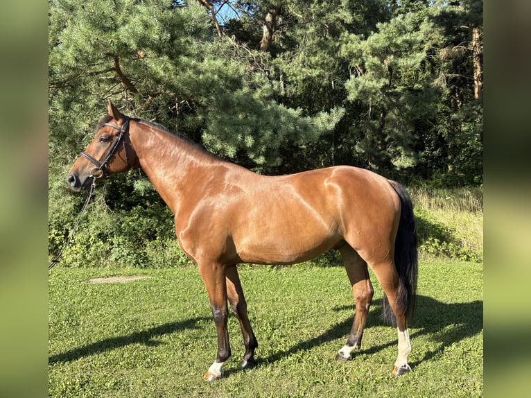 Mecklenburger warmbloed Ruin 5 Jaar 165 cm Bruin in Plau am See