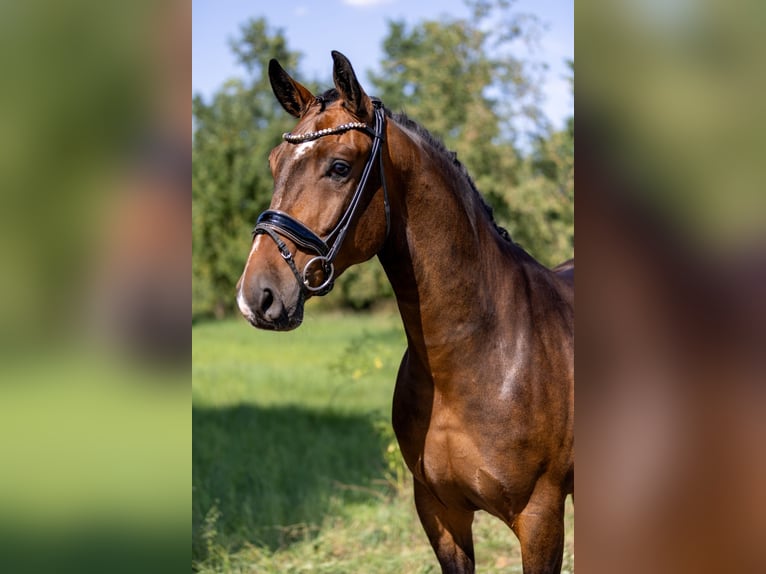 Mecklenburger warmbloed Ruin 5 Jaar 166 cm Donkerbruin in Rosenheim