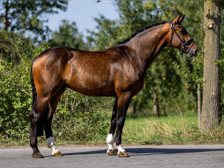 Mecklenburger warmbloed Ruin 5 Jaar 166 cm Donkerbruin in Rosenheim