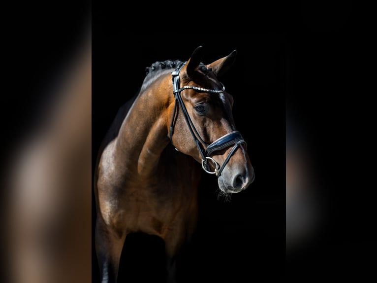 Mecklenburger warmbloed Ruin 5 Jaar 166 cm Donkerbruin in Rosenheim