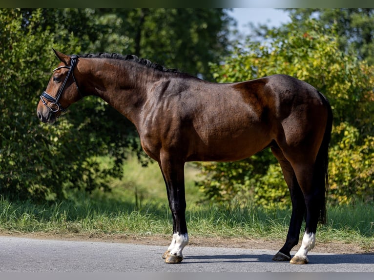 Mecklenburger warmbloed Ruin 5 Jaar 166 cm Donkerbruin in Rosenheim