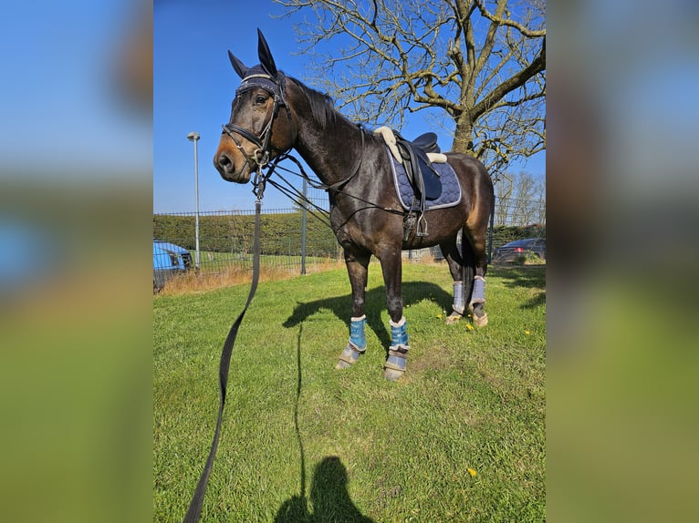 Mecklenburger warmbloed Ruin 5 Jaar 167 cm Zwartbruin in Greifswald