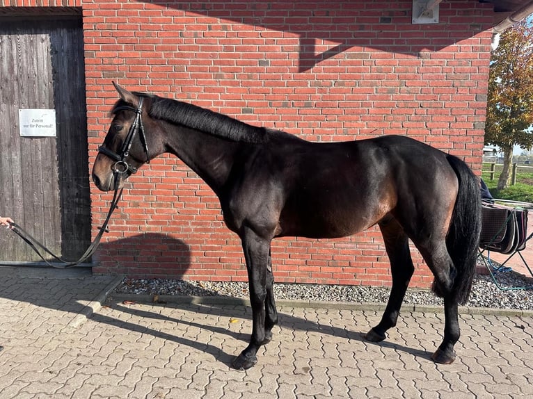 Mecklenburger warmbloed Ruin 5 Jaar 168 cm Donkerbruin in Insel Poel