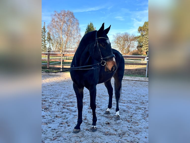 Mecklenburger warmbloed Ruin 5 Jaar 168 cm Donkerbruin in ElzeElze