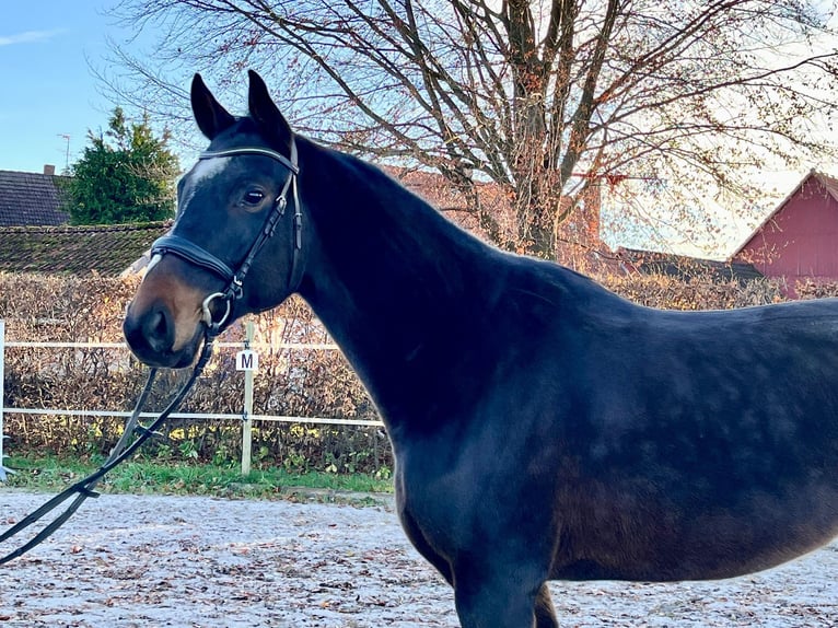 Mecklenburger warmbloed Ruin 5 Jaar 168 cm Donkerbruin in ElzeElze