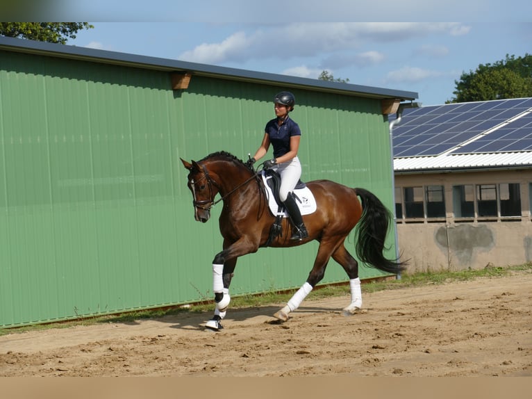 Mecklenburger warmbloed Ruin 5 Jaar 170 cm Bruin in Ganschow