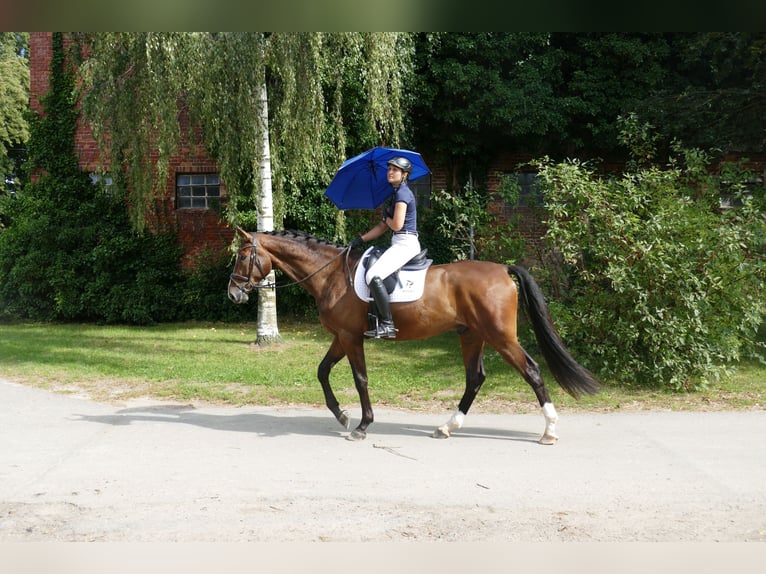 Mecklenburger warmbloed Ruin 5 Jaar 170 cm Bruin in Ganschow