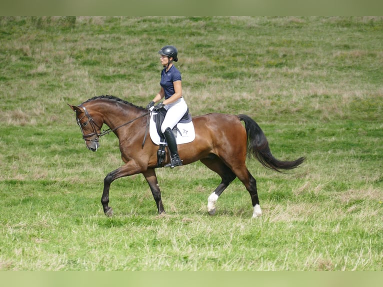 Mecklenburger warmbloed Ruin 5 Jaar 170 cm Bruin in Ganschow