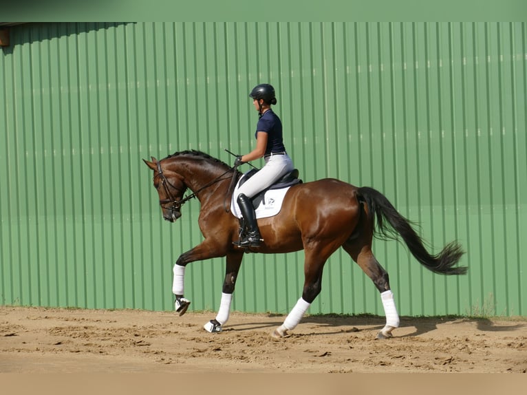 Mecklenburger warmbloed Ruin 5 Jaar 170 cm Bruin in Ganschow