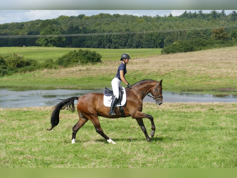 Mecklenburger warmbloed Ruin 5 Jaar 170 cm Bruin in Ganschow