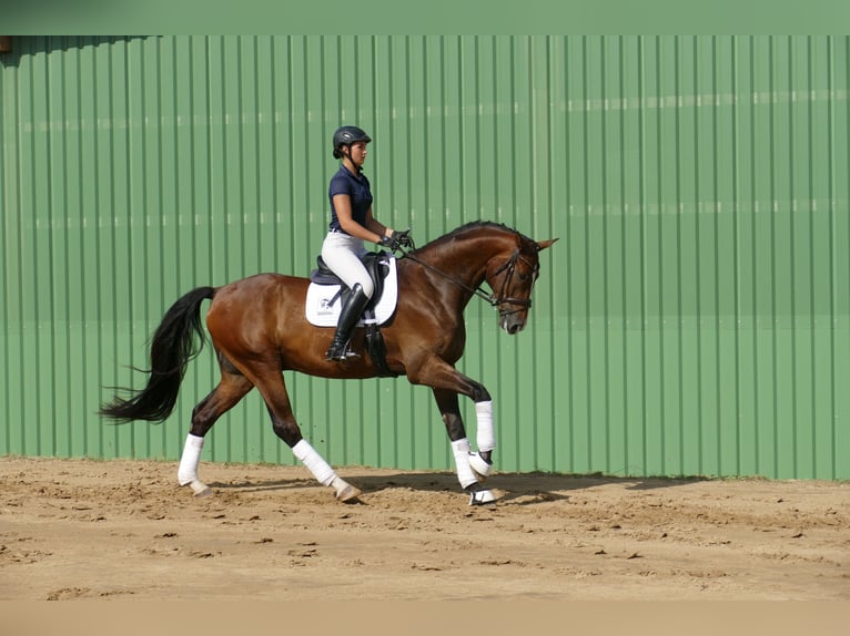 Mecklenburger warmbloed Ruin 5 Jaar 170 cm Bruin in Ganschow