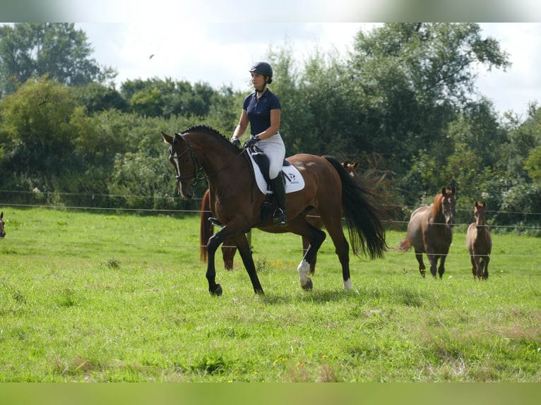 Mecklenburger warmbloed Ruin 5 Jaar 170 cm Bruin in Ganschow