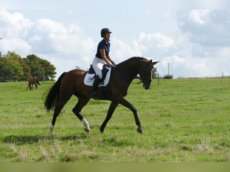 Mecklenburger warmbloed Ruin 5 Jaar 170 cm Bruin in Ganschow