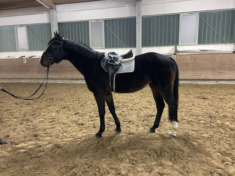Mecklenburger warmbloed Ruin 5 Jaar 170 cm Donkerbruin in Redefin