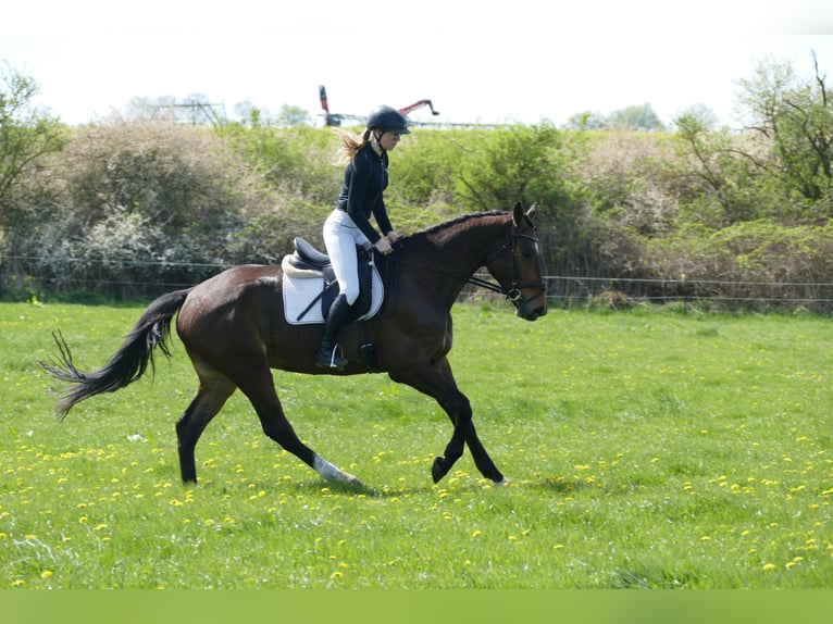 Mecklenburger warmbloed Ruin 5 Jaar 172 cm Donkerbruin in Ganschow