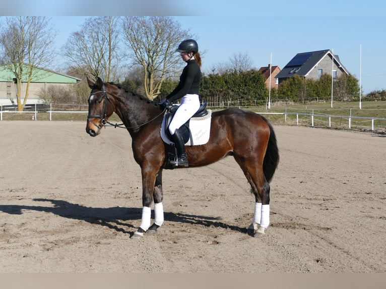 Mecklenburger warmbloed Ruin 5 Jaar 172 cm Donkerbruin in Ganschow