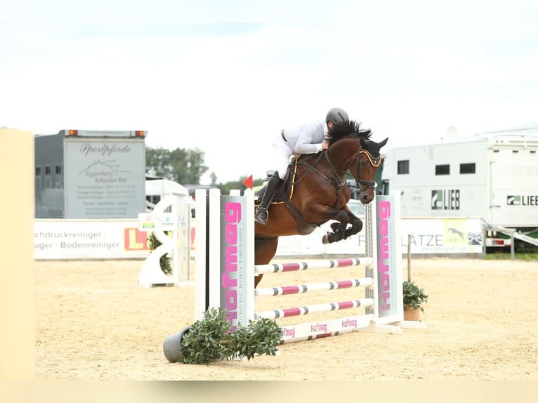 Mecklenburger warmbloed Ruin 5 Jaar 174 cm Bruin in Emmendingen