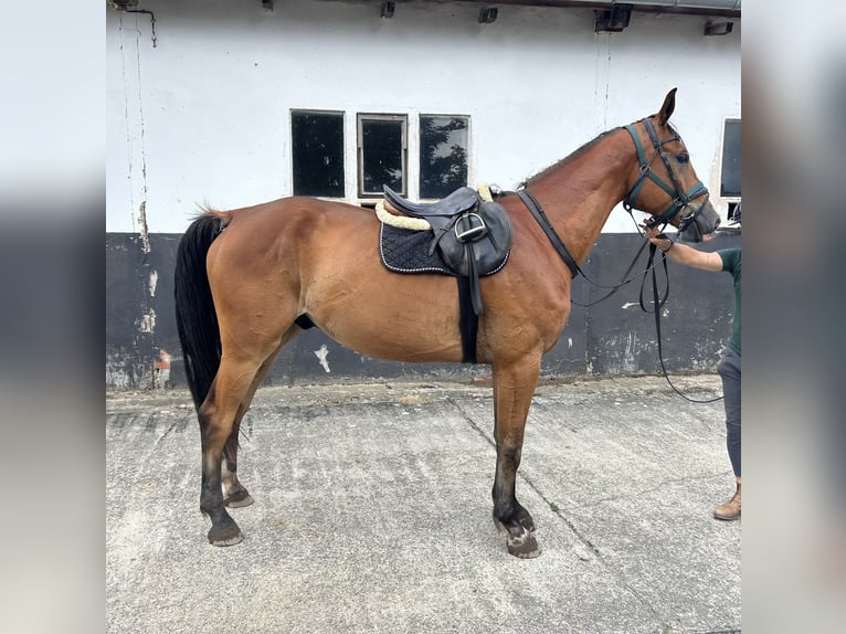 Mecklenburger warmbloed Ruin 5 Jaar 176 cm Bruin in Goldenitz