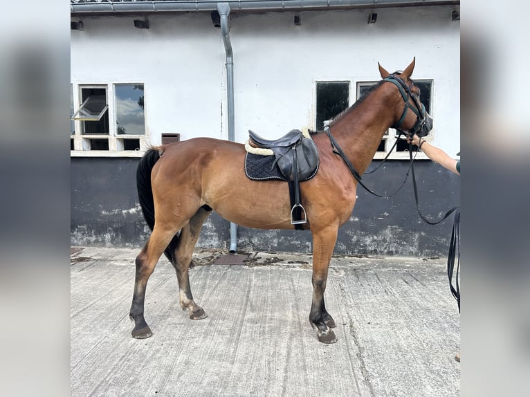 Mecklenburger warmbloed Ruin 5 Jaar 176 cm Bruin in Goldenitz