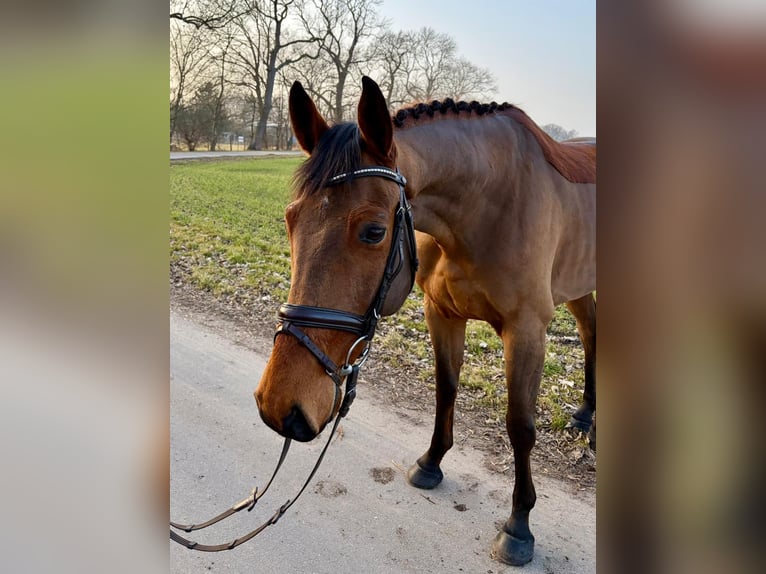 Mecklenburger warmbloed Ruin 6 Jaar 165 cm Bruin in Trent