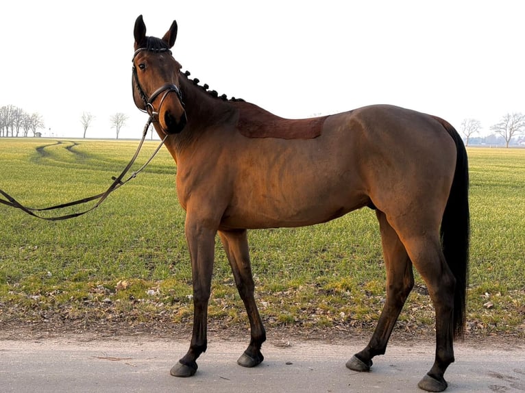 Mecklenburger warmbloed Ruin 6 Jaar 165 cm Bruin in Trent