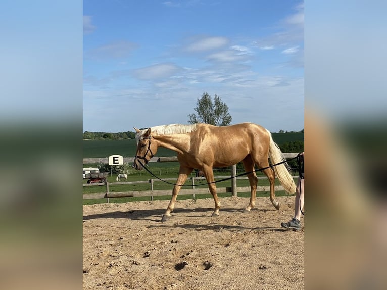 Mecklenburger warmbloed Ruin 6 Jaar 165 cm Palomino in Upahl