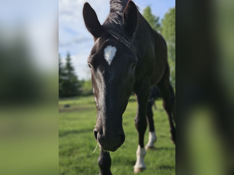 Mecklenburger warmbloed Ruin 6 Jaar 166 cm Donkerbruin in Samtens