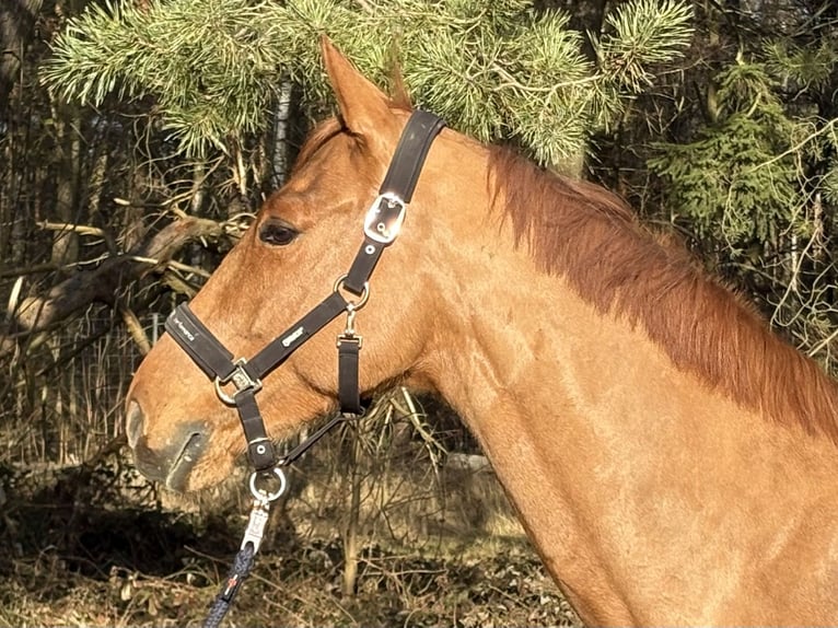 Mecklenburger warmbloed Ruin 6 Jaar 166 cm Vos in Plau am See