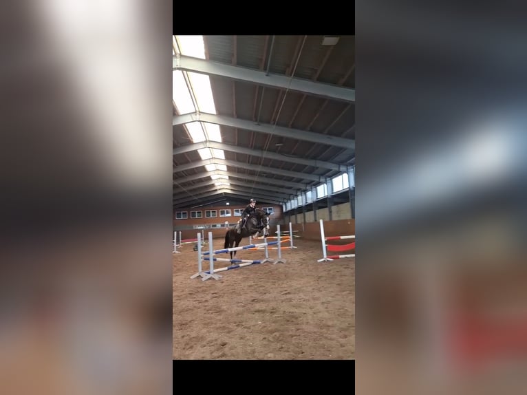 Mecklenburger warmbloed Ruin 6 Jaar 167 cm Donkerbruin in Ludwigslust