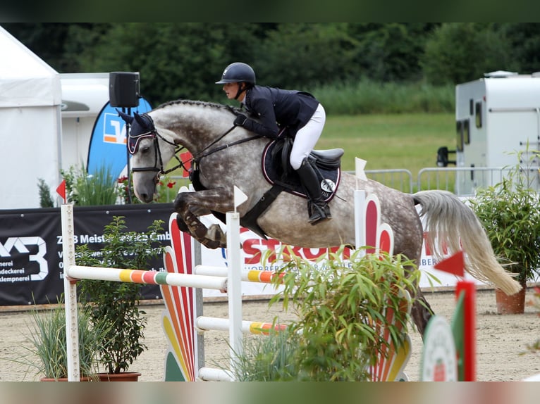 Mecklenburger warmbloed Ruin 6 Jaar 171 cm Schimmel in Insel Poel