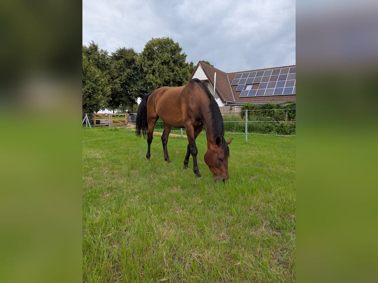 Mecklenburger warmbloed Ruin 6 Jaar 174 cm in Galenbeck