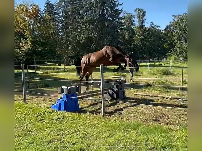 Mecklenburger warmbloed Ruin 6 Jaar 174 cm in Galenbeck
