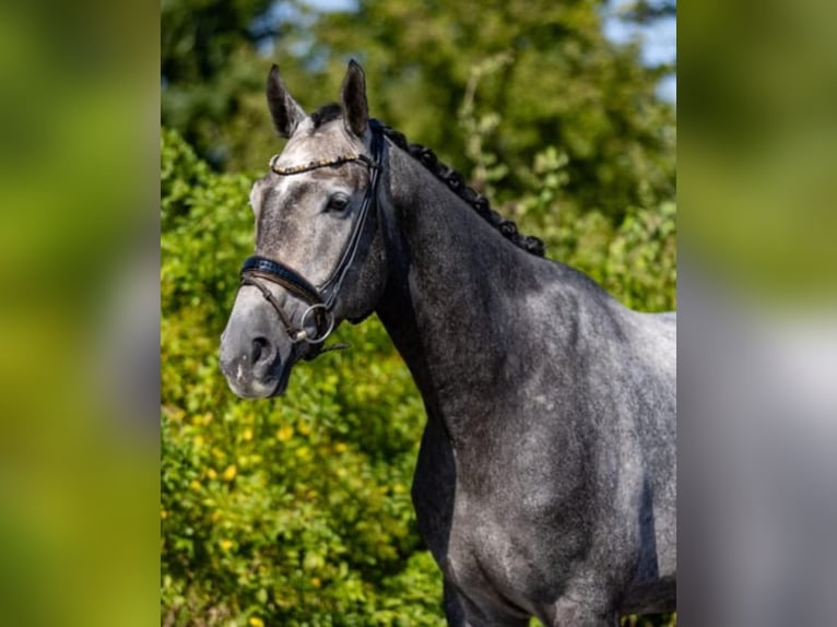 Mecklenburger warmbloed Ruin 6 Jaar 175 cm Schimmel in Breitbrunn am Chiemsee