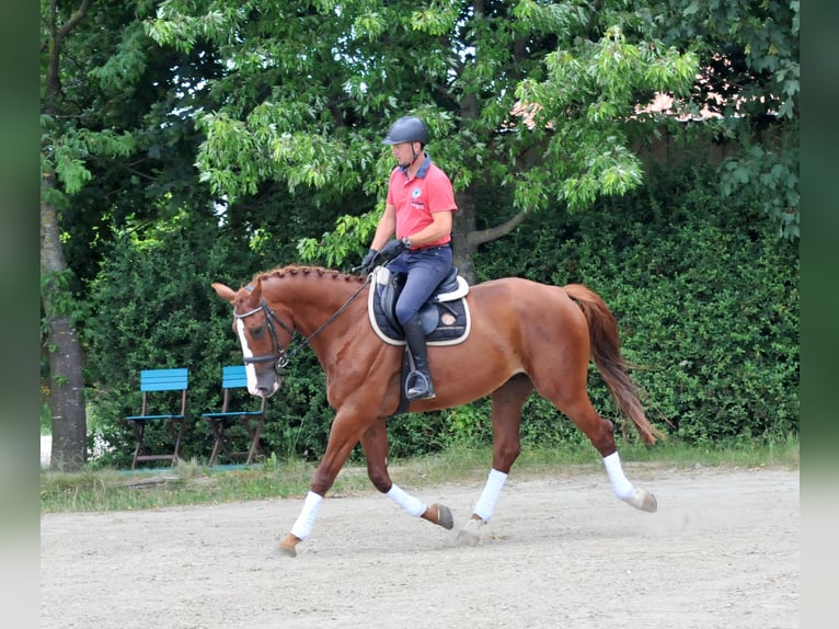 Mecklenburger warmbloed Ruin 6 Jaar 175 cm Vos in Schattendorf