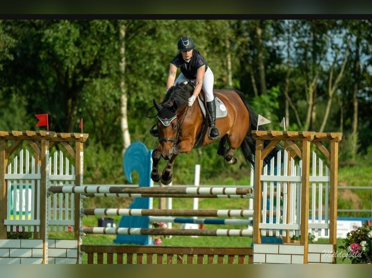 Mecklenburger warmbloed Ruin 6 Jaar 177 cm Bruin in Jever