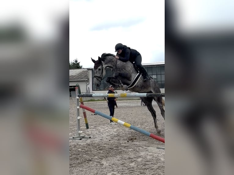 Mecklenburger warmbloed Ruin 6 Jaar 177 cm Schimmel in Bad Köstritz