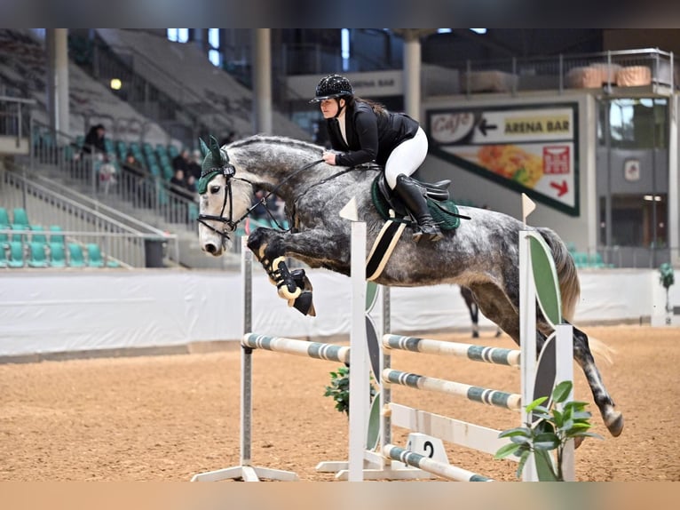 Mecklenburger warmbloed Ruin 6 Jaar 177 cm Schimmel in Bad Köstritz