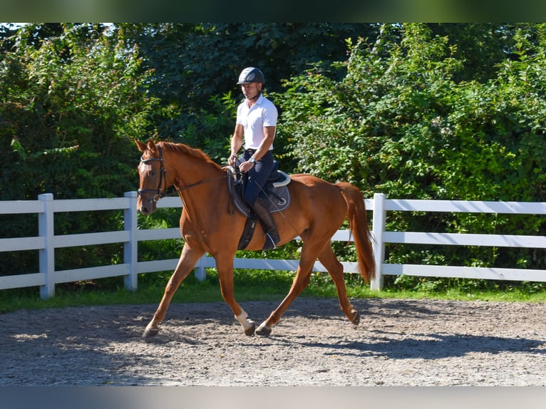 Mecklenburger warmbloed Ruin 6 Jaar  in Seebad Bansin