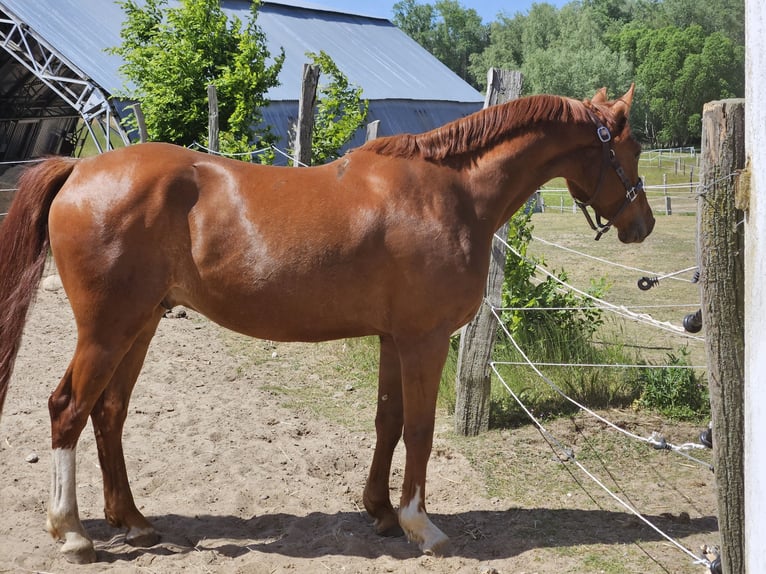 Mecklenburger warmbloed Ruin 7 Jaar 165 cm Vos in Muchow