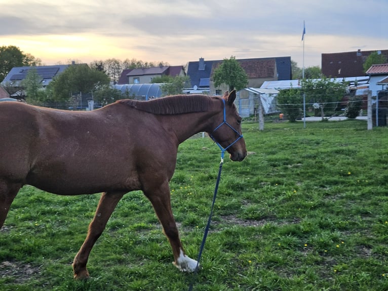 Mecklenburger warmbloed Ruin 7 Jaar 165 cm Vos in Muchow