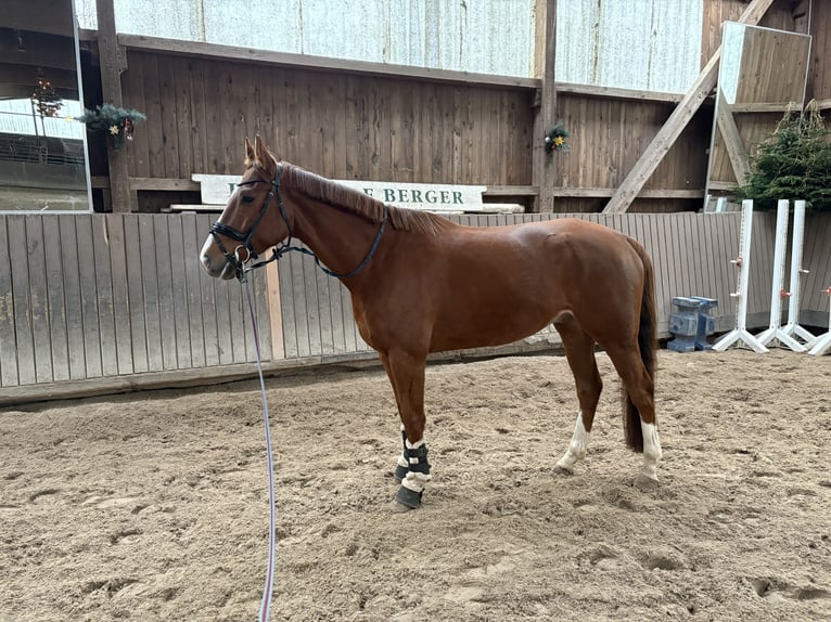 Mecklenburger warmbloed Ruin 7 Jaar 167 cm Vos in Lengenfeld
